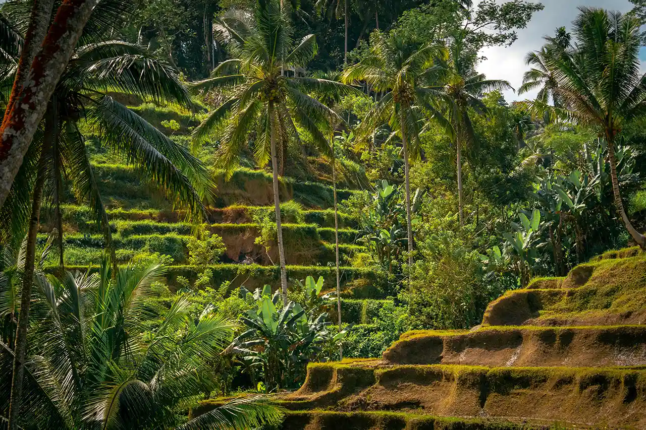 Tegalalang Ricefield